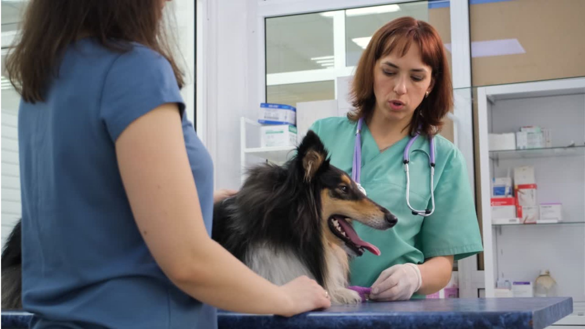 Digital Pet Care: The Impact of Internet Connection on Veterinary Consultations